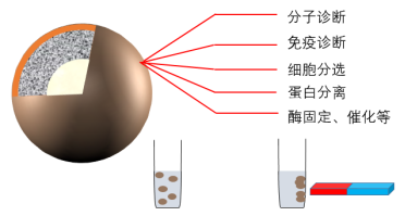 “小磁珠,大用途”东纳生物热销系列磁性微球产品 “小磁珠,大用途”东纳生物热销系列磁性微球产品