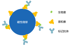 “小磁珠，大用途”东纳生物热销系列磁性微球产品