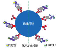 “小磁珠，大用途”东纳生物热销系列磁性微球产品