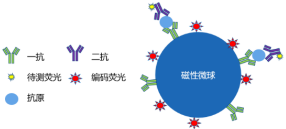 “小磁珠，大用途”东纳生物热销系列磁性微球产品