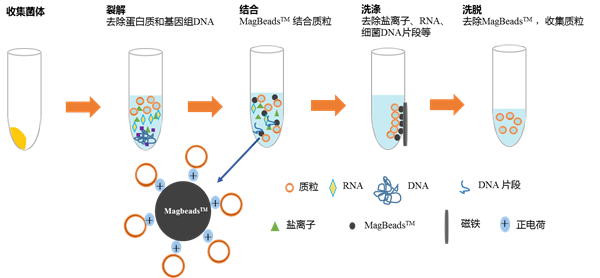 质粒提取与纯化我们不一样