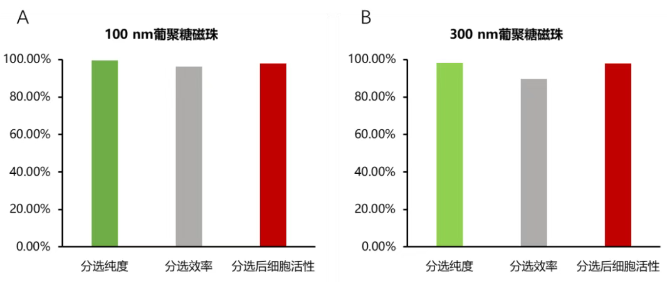 新品推荐│50-500 nm葡聚糖磁珠及链霉亲和素磁珠