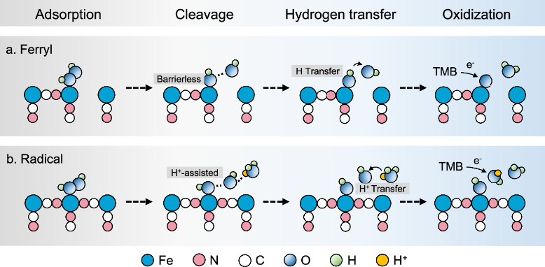 Nature Communications|东南大学张宇、马明、武昊安团队揭示配位工程调控普鲁士蓝纳米酶催化活性氧生成机制 Nature Communications|东南大学张宇、马明、武昊安团队揭示配位工程调控普鲁士蓝纳米酶催化活性氧生成机制