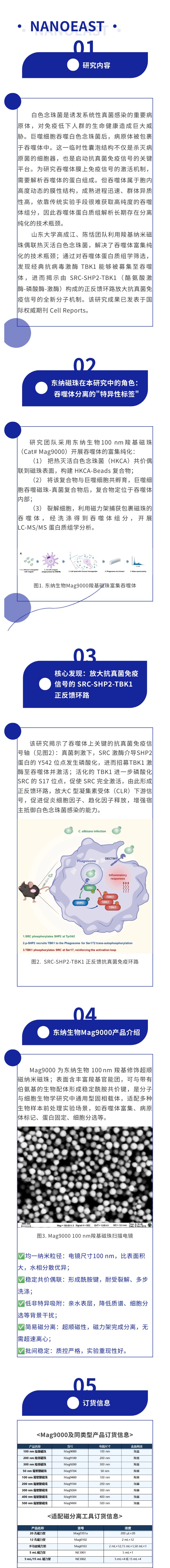 产品应用案例│利用羧基纳米磁珠偶联真菌实现吞噬体分离及其蛋白质组学分析