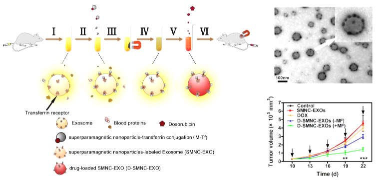 东纳生物推出外泌体检测、鉴定与多功能标记服务         ——TEM、NTA、WB与标记