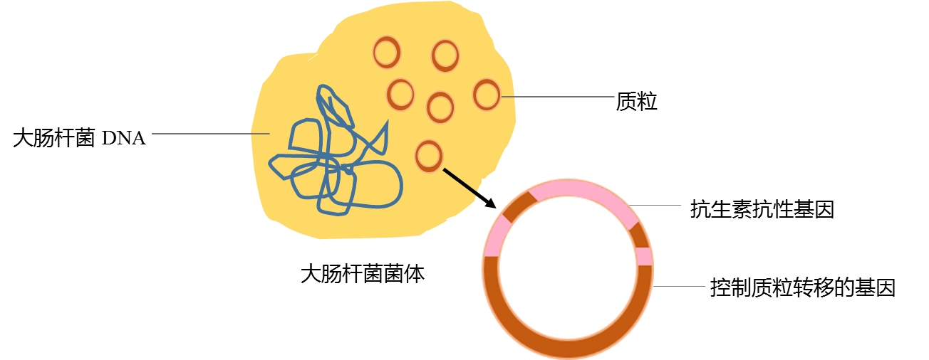 质粒提取与纯化 — 我们不一样