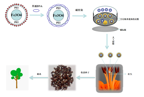 植物转基因新方法—花粉磁转染