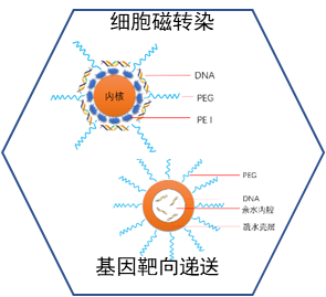 基因磁转染与递送平台