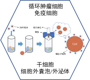 细胞磁标记磁分选平台