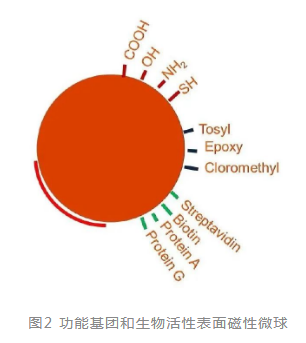 浅谈化学发光免疫分析技术与磁性微球