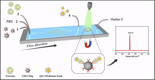文献递送│微流控拉曼生物芯片检测外泌体:一种有前途的前列腺癌诊断工具