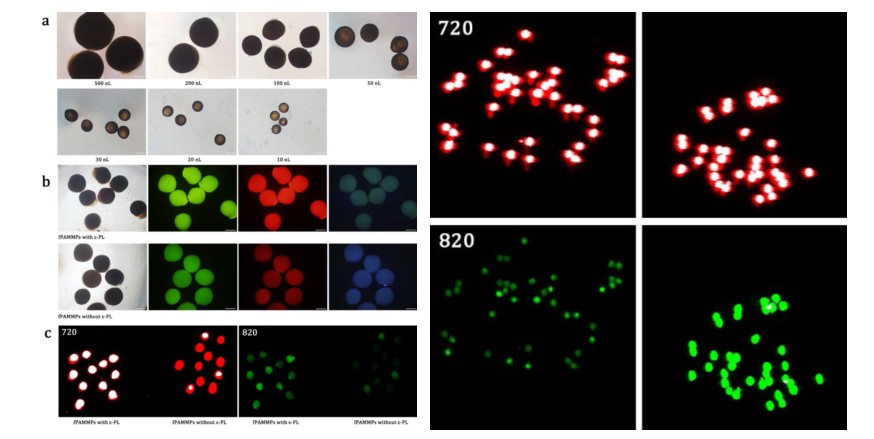 文献递送│东南大学王进科教授报道一锅法制备多功能磁性荧光微球