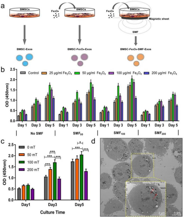 产品应用案例│磁性纳米颗粒和静磁场刺激骨间充质干细胞释放外泌体促进成骨和血管生成