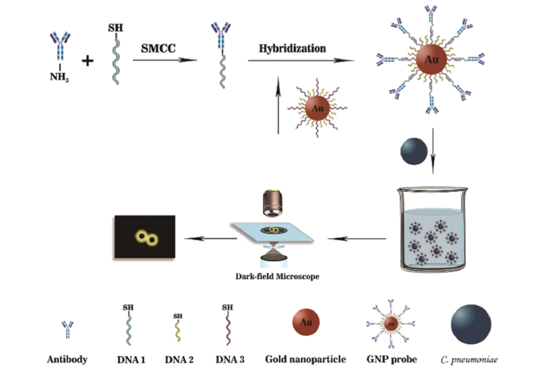 产品应用案例│扬州大学周昕教授报道基于金纳米探针散射对单个肺炎衣原体进行裸眼计数的方法