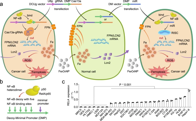 Nature Communication产品应用案例│东纳生物MagTransfTM磁转染试剂助力基因干扰铁死亡治疗癌症相关研究