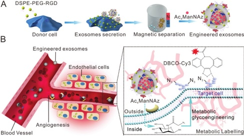 产品应用案例│RGD修饰的外泌体用于增强靶向、协同促进血管新生治疗