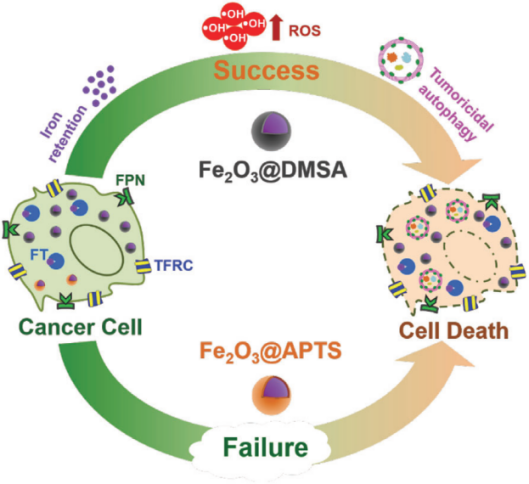 产品应用案例│氧化铁纳米颗粒作为自噬干预剂通过增强肿瘤自噬抑制肝癌生长