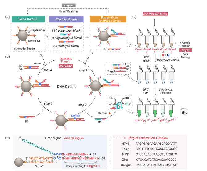 产品应用案例│MagBeads™链霉亲和素磁珠助力模块化DNA电路用于传染性病原体的即时检测