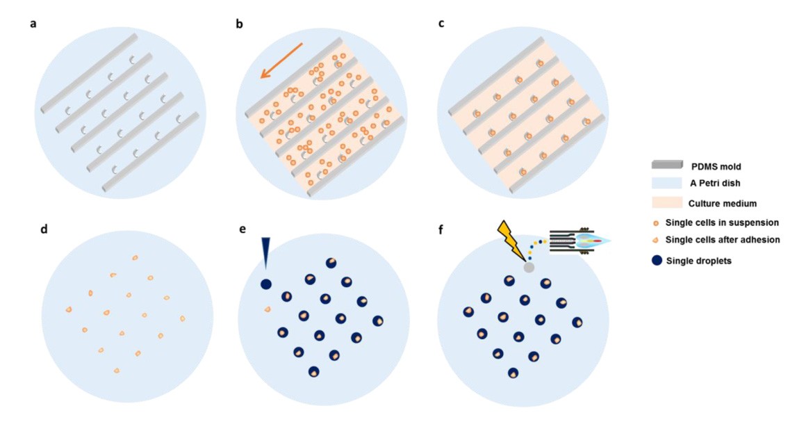 产品应用案例│LA−ICP−MS单细胞同位素稀释分析：单细胞中纳米颗粒定量的新方法