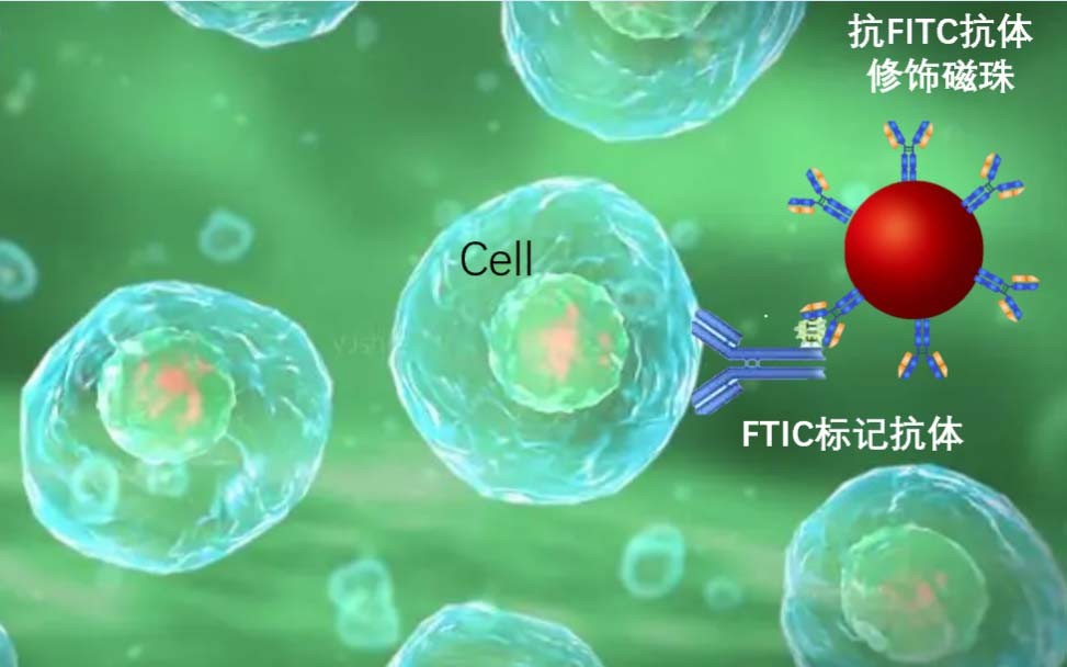 东纳生物精心打造：通用型细胞分选磁珠