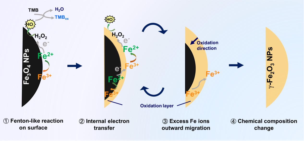东南大学顾宁院士/张宇教授/马明副研究员《自然·通讯》：纳米酶催化机制研究再获突破