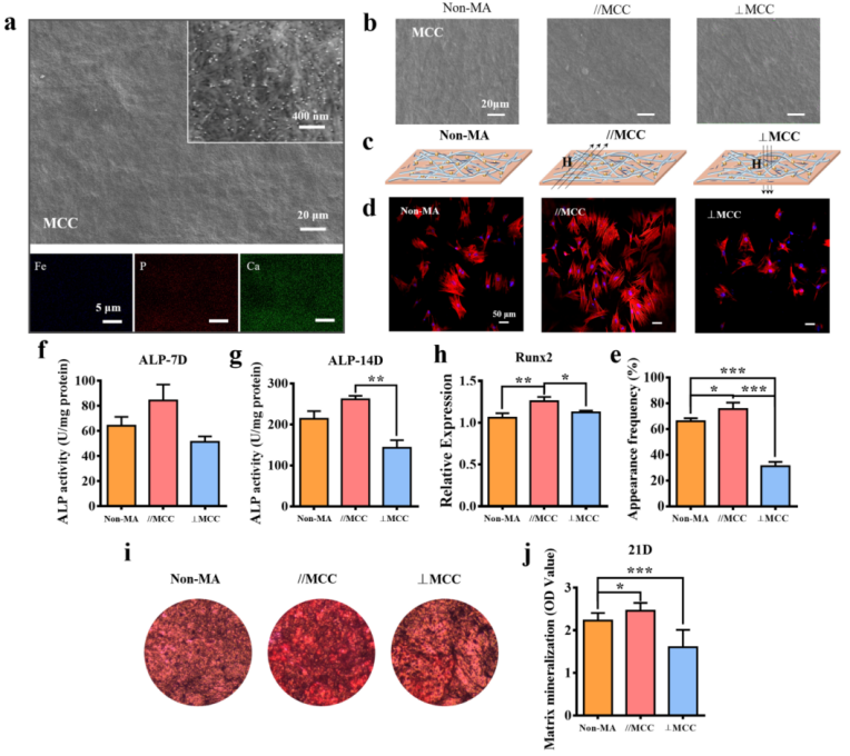 产品应用案例│各向异性磁机械刺激胶原涂层促进骨生成