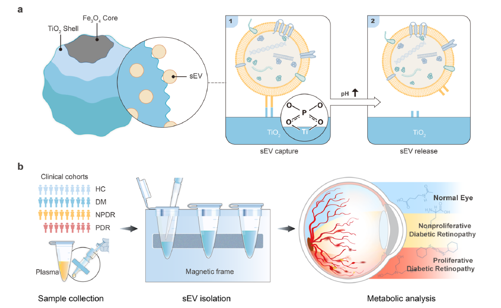 应用案例│东纳MagBeads® TiO2磁珠助力纯化血浆细胞外囊泡用于糖尿病视网膜病变研究