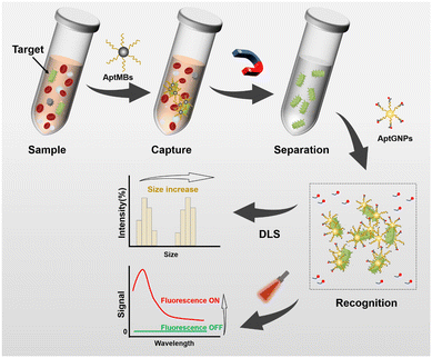 产品应用案例│一种简单且可编程的双模式适配体传感器用于超灵敏检测多重耐药细菌