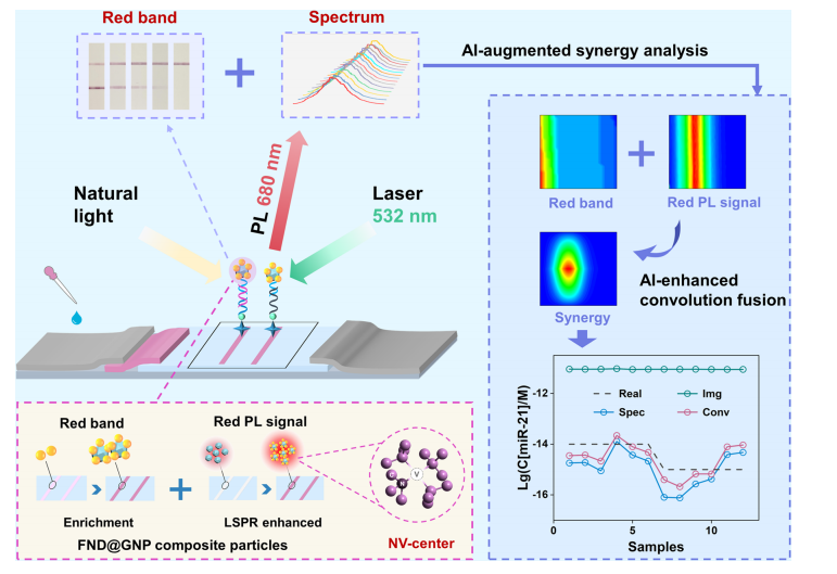 产品应用案例│AI增强视觉光谱协同作用用于乳腺癌相关的miRNAs的快速超灵敏检测