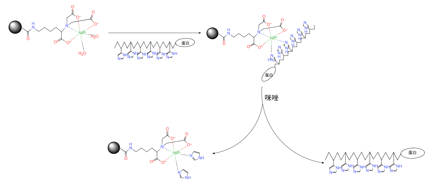 新品推荐│His-Tag蛋白纯化磁珠（镍离子）