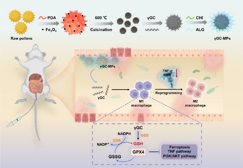 负载y-GC的仿生爪形粘合载药微球通过靶向抑制巨噬细胞铁凋亡减轻溃疡性结肠炎