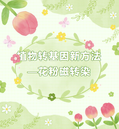 植物转基因新方法—花粉磁转染