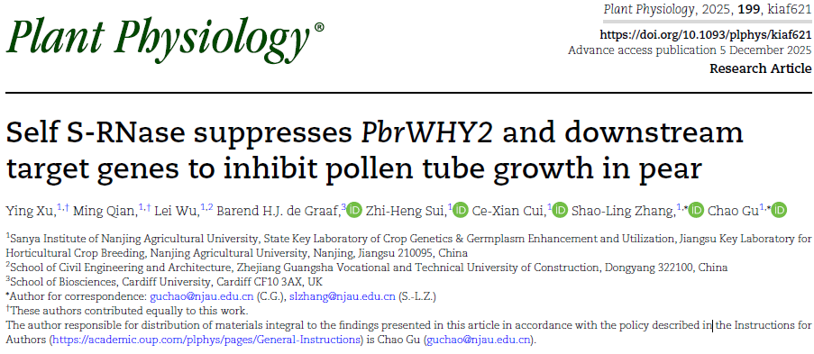 花粉磁转染试剂应用案例：自身S-RNase抑制PbrWHY2及下游靶基因表达以阻碍梨花粉管生长