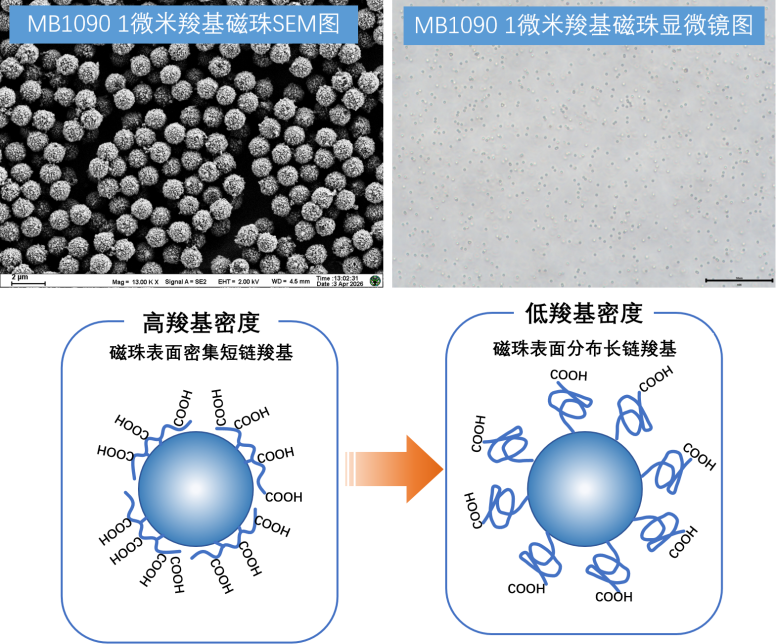 新品推荐│MB1090 1微米羧基磁珠