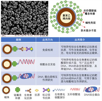 MagBeads链霉亲和素磁珠—蛋白、核酸分离的高效工具
