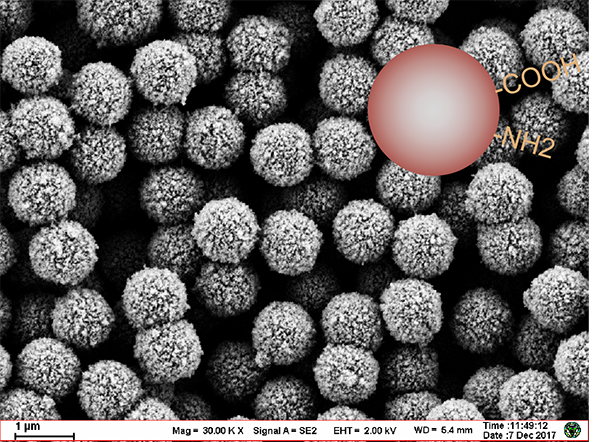 蛋白纯化-基础磁珠