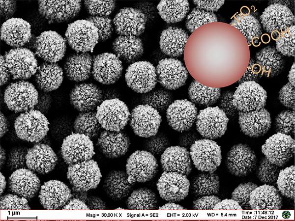 细胞分选-基础磁珠