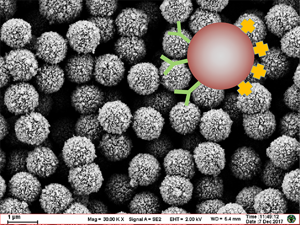 通用型细胞分选磁珠