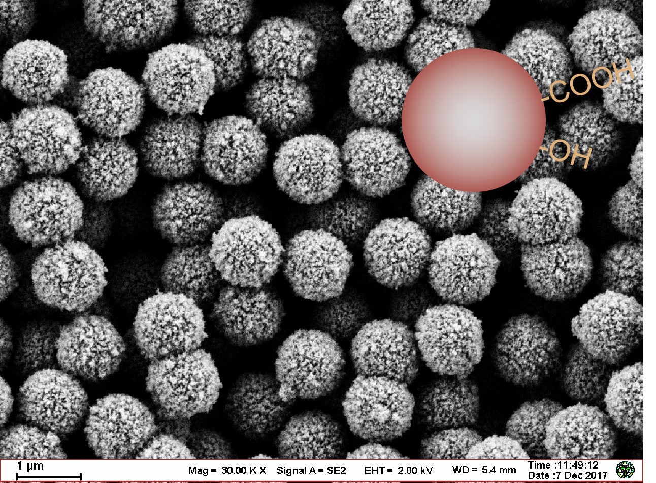  分子诊断-基础磁珠