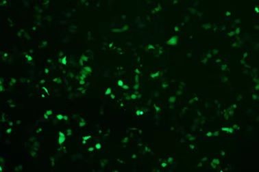 磁转染试剂及工具