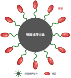 细菌捕获磁珠